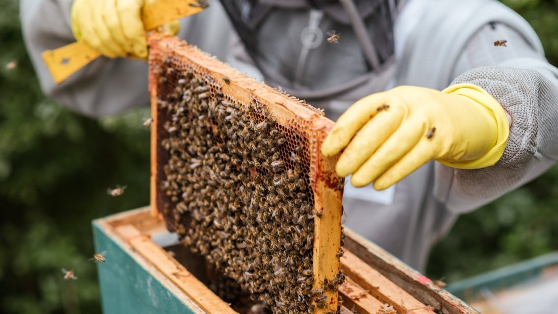 BEE INDUSTRY APICOL S.R.L.